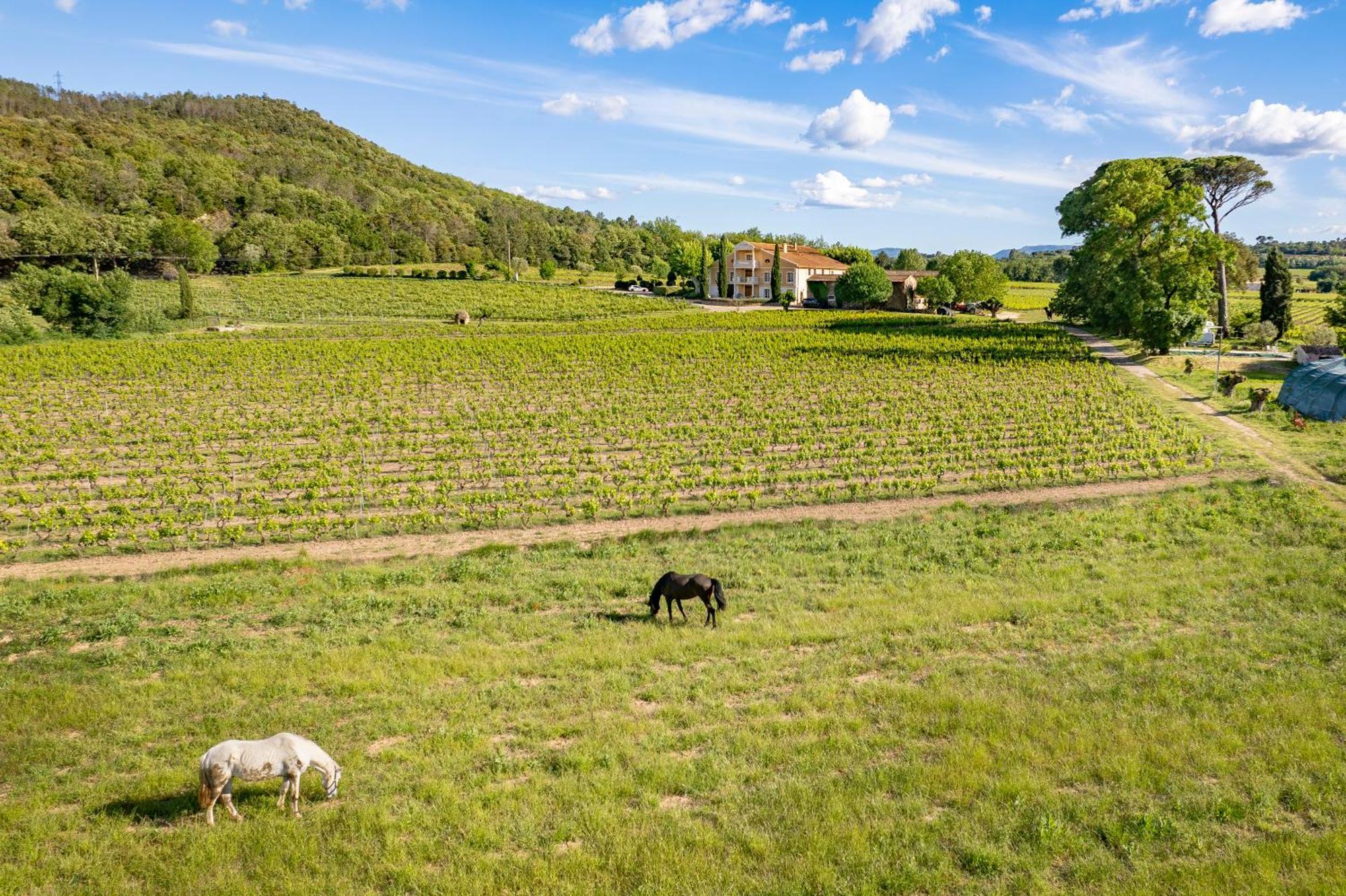 Gite Vert D'Olive Au Milieu Des Vignes - Chateau Les Apies Les Arcs-sur-Argens Buitenkant foto